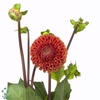 Dahlia cornel bronze