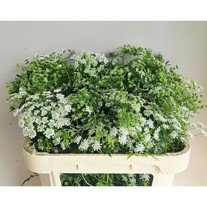 Ammi Majus