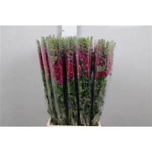 Antir It. Magenta Purple