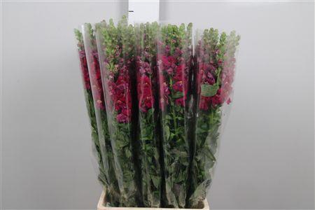 <h4>Antir It. Magenta Purple</h4>