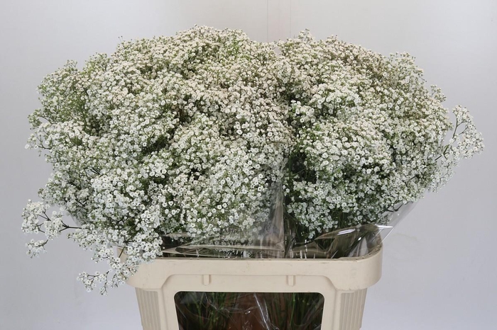 <h4>Gyps Million Stars</h4>