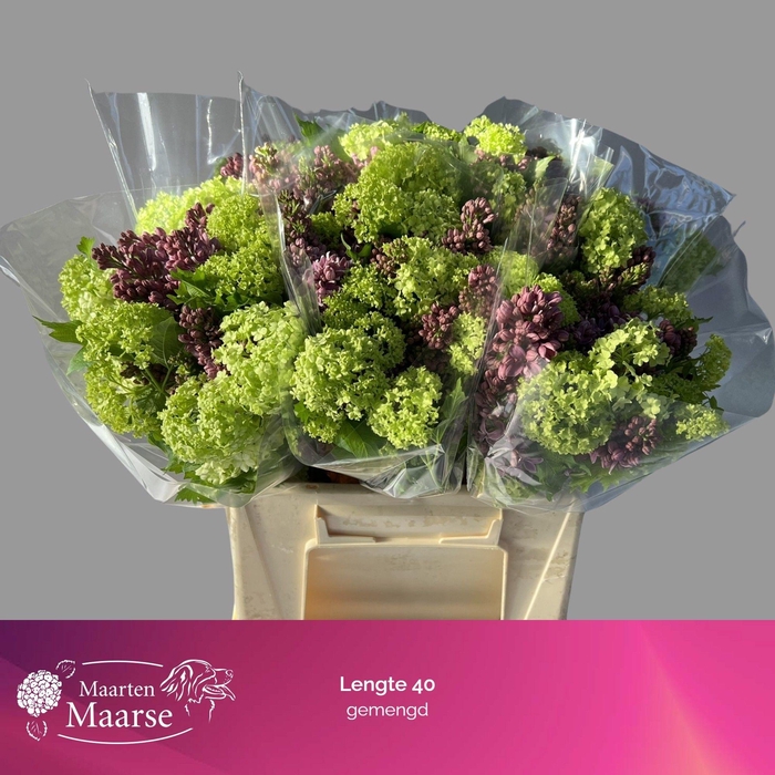 <h4>SYRINGA PER BOS</h4>