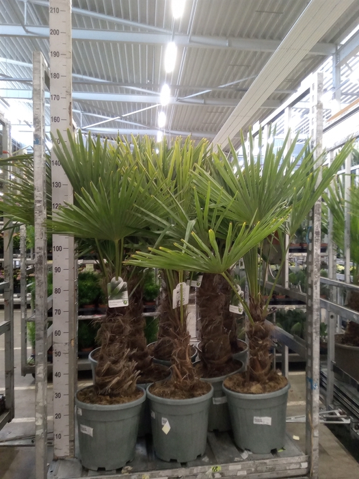 <h4>Trachycarpus fortunei</h4>