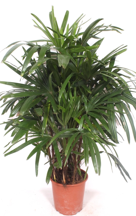 <h4>Rhapis excelsa</h4>