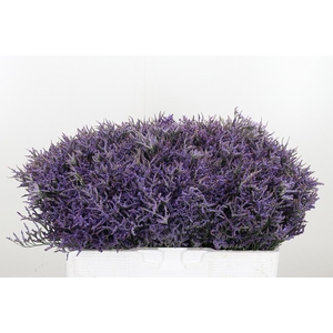 Limonium Safora Dark Blue