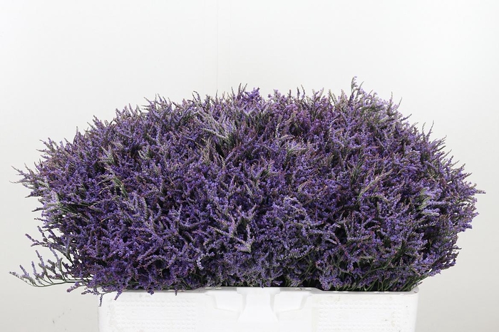 <h4>Limonium Safora Dark Blue</h4>