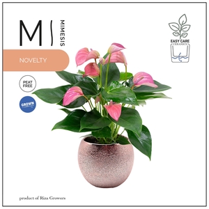 Mimesis Anthurium KARMA Joli - 12cm Bubbly Rose Gold
