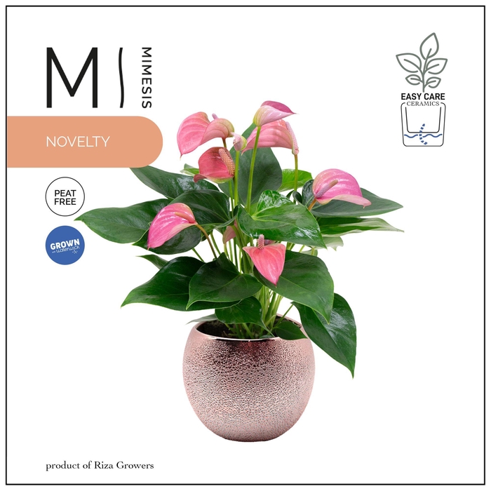 <h4>Mimesis Anthurium KARMA Joli - 12cm Bubbly Rose Gold</h4>