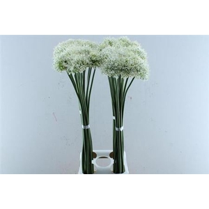 Allium Mount Everest