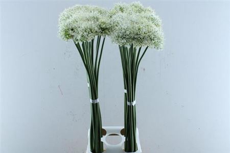 <h4>Allium Mount Everest</h4>