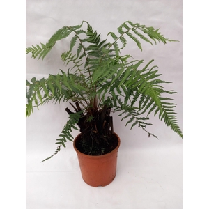 Dicksonia antarctica