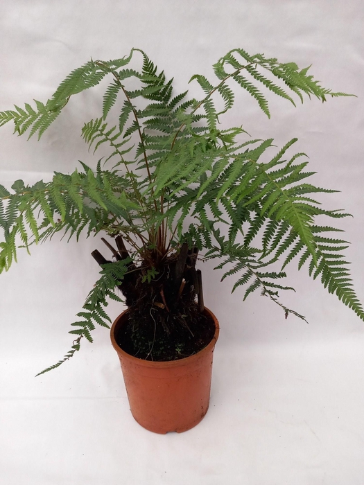<h4>Dicksonia antarctica</h4>