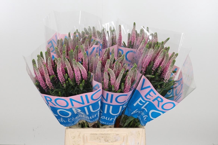 <h4>Veron Clea Roswhita</h4>