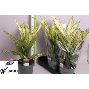 Dieffenbachia Vesuvius 19Ø 60cm