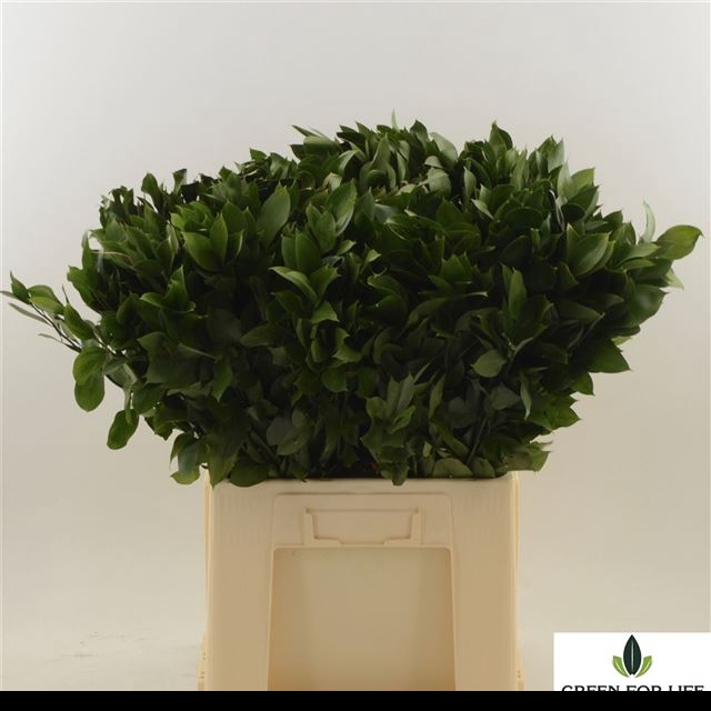 <h4>RUSCUS HYPOPHYLLUM</h4>