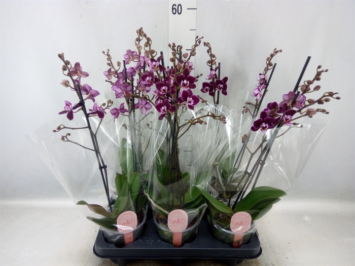 <h4>Phalaenopsis multi.   ...red</h4>