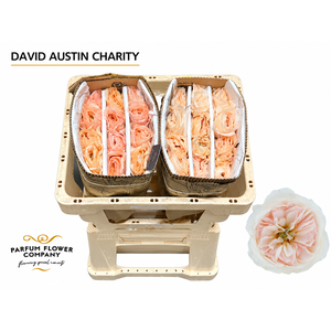 Rosa David Austin Charity