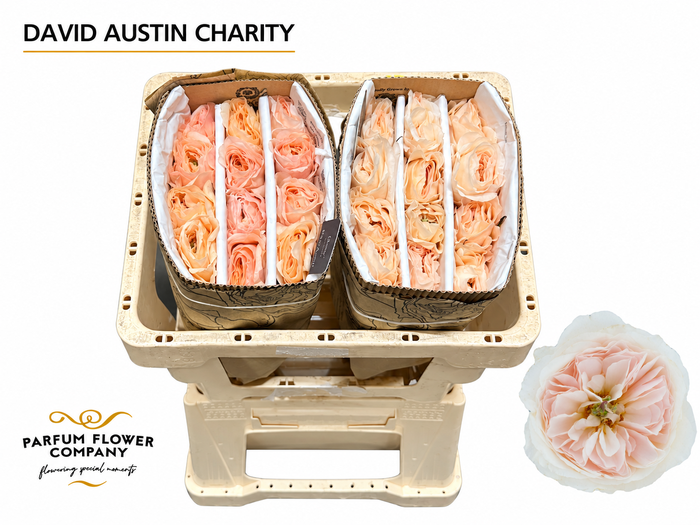 <h4>Rosa David Austin Charity</h4>