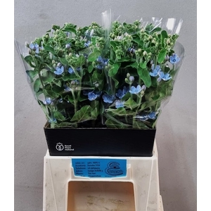 OXY CO TAN PURE BLU