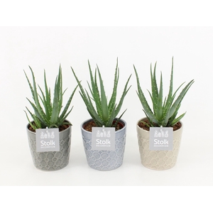 Aloe Mohawk in Gaia keramiek