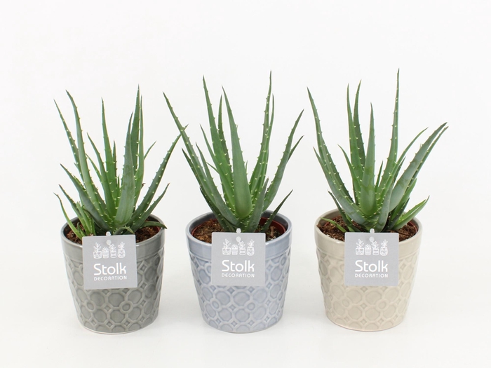 <h4>Aloe Mohawk in Gaia keramiek</h4>