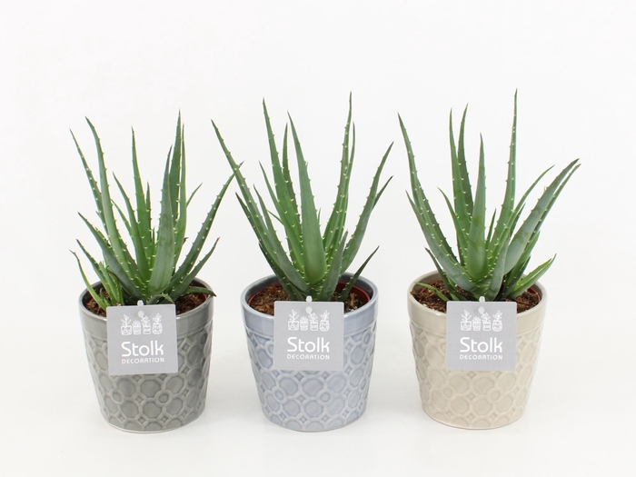 <h4>Aloe Mohawk in Gaia keramiek</h4>