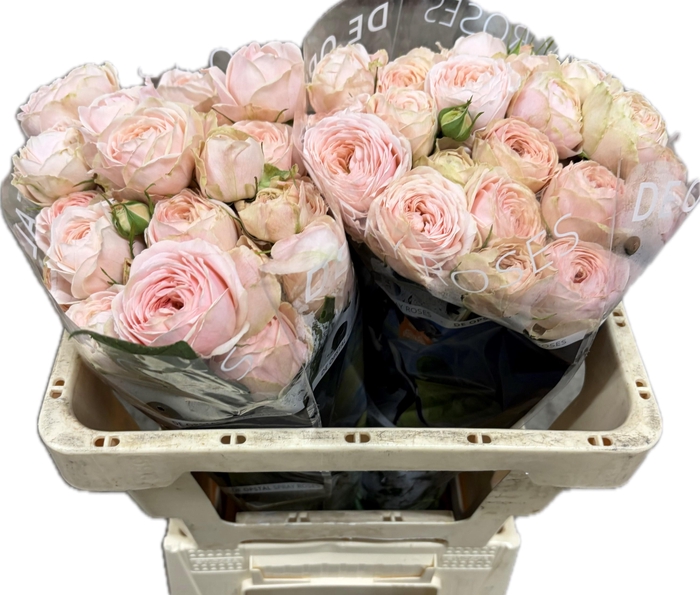 <h4>R tr Silva Sweet+</h4>