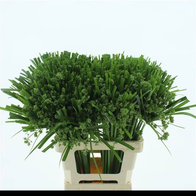 <h4>CYPERUS GLABER</h4>