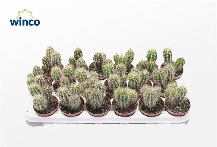 <h4>Pachycereus Pringlei</h4>