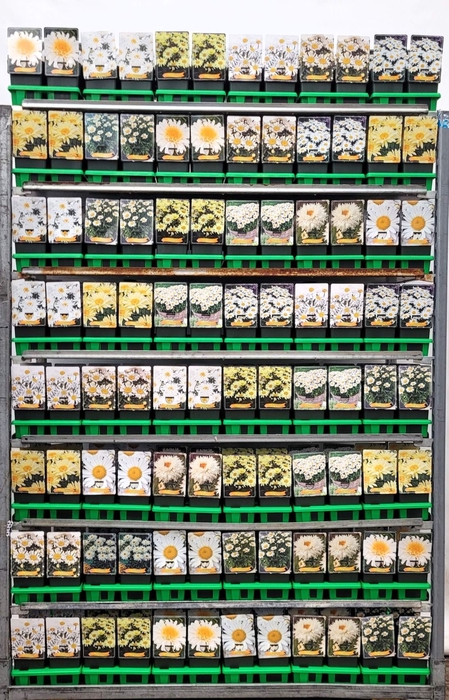 Leucanthemum maximum