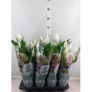 Spathiphyllum  'Sweet Benito'