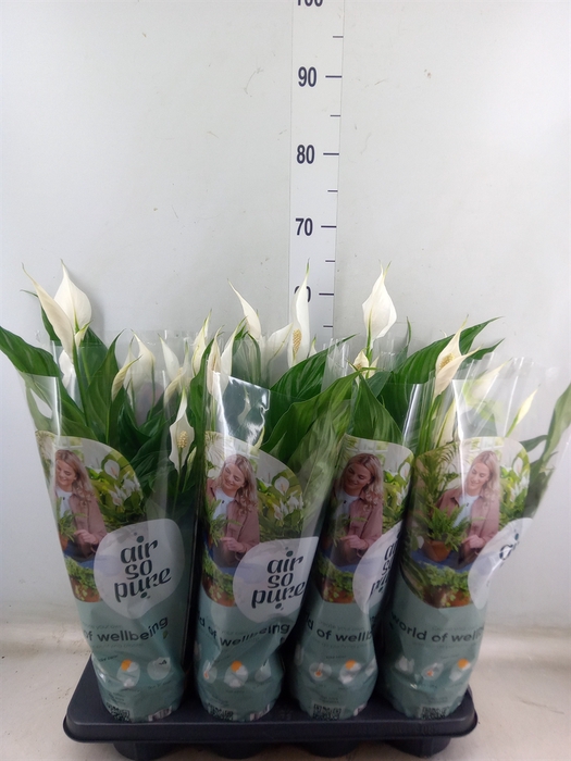 <h4>Spathiphyllum  'Sweet Benito'</h4>