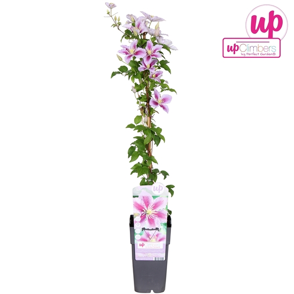 <h4>Clematis Piilu P15</h4>