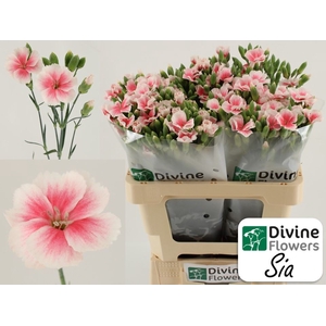 Dianthus TR 'Solomio Sia'