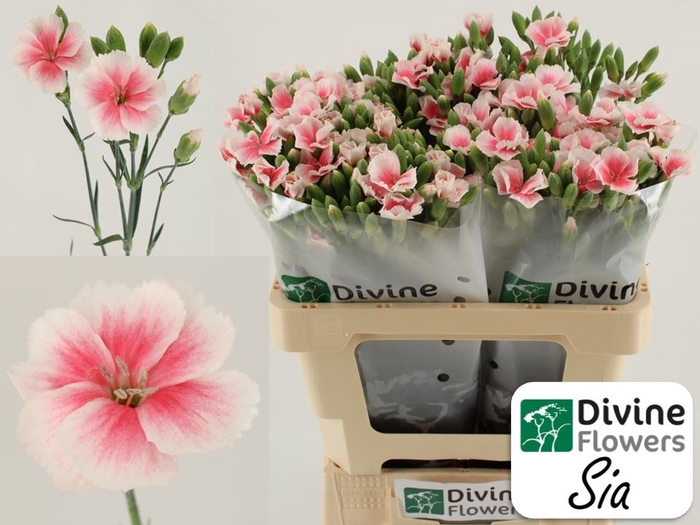 <h4>Dianthus TR 'Solomio Sia'</h4>