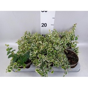 Ficus pumila 'Belle Sunny'