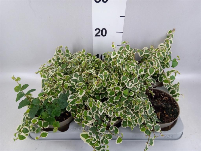 <h4>Ficus pumila 'Belle Sunny'</h4>