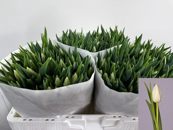 <h4>TU EN UPDATE</h4>