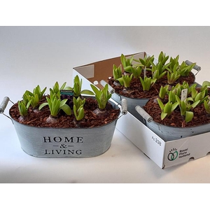 Hyacint Arrangement 30Ø 15cm