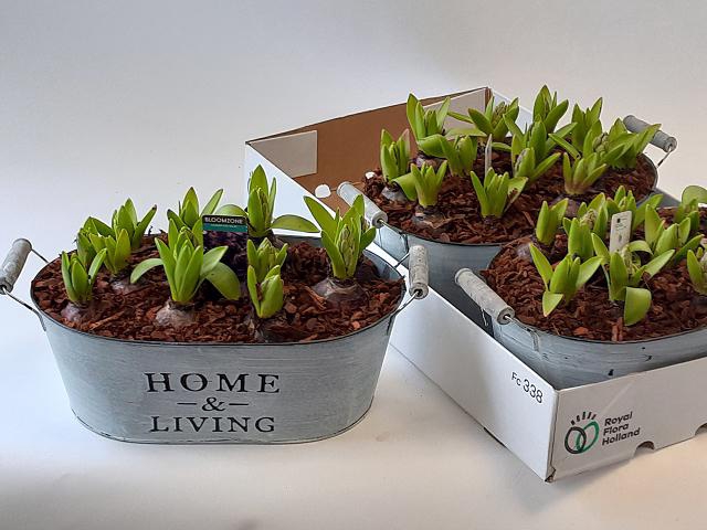 Hyacint Arrangement 30Ø 15cm