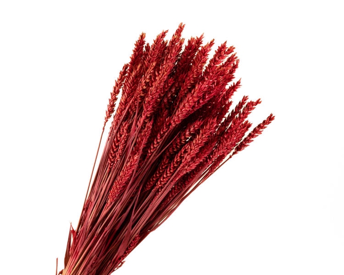 Tarwe Red