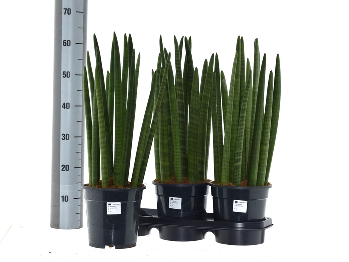 <h4>SANSEV CYLINDRICA OV</h4>