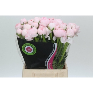 Ranunculus Clooney Lady Extra