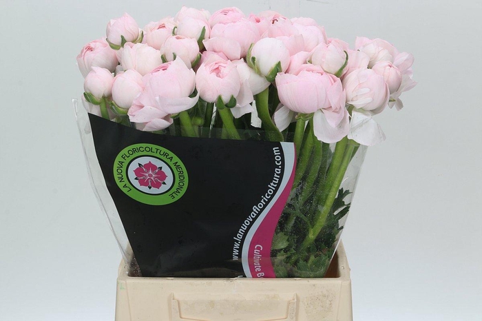 <h4>Ranunculus Clooney Lady Extra</h4>