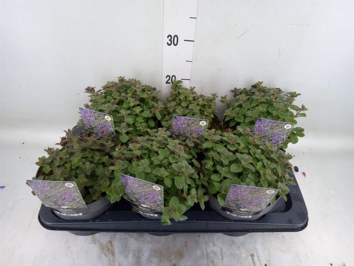<h4>Nepeta faassenii</h4>