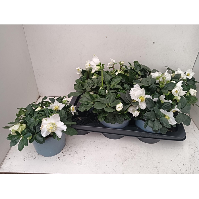 <h4>HELL NI CHR CAROL</h4>