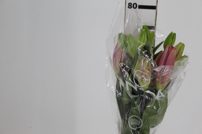 <h4>LIRIO BRINDISI 080 CM HT 2/3 FLS</h4>