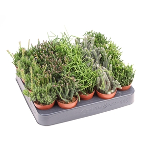 Rhipsalis   ...mix