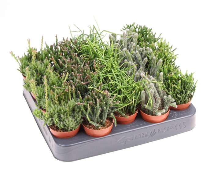 <h4>Rhipsalis ...mix</h4>