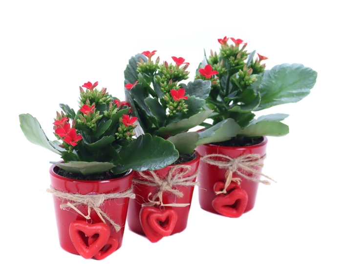 <h4>Kalanchoe rood in rode sierpot met hartjes aan touw</h4>